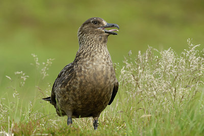 BUITEN BEELD Foto: 176