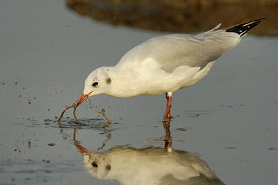 BUITEN BEELD Foto: 187