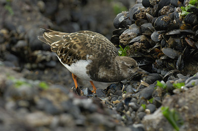 BUITEN BEELD Foto: 197