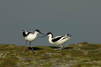BUITEN BEELD Foto: 228