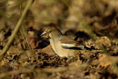 BUITEN BEELD Foto: 231