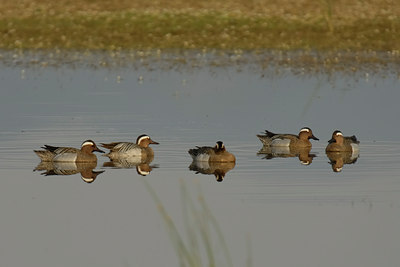 BUITEN BEELD Foto: 266