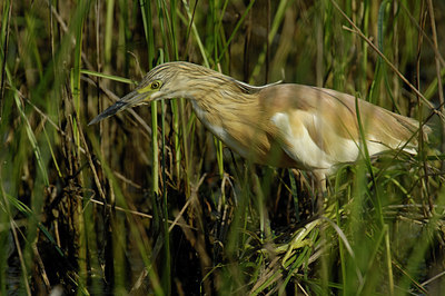 BUITEN BEELD Foto: 267