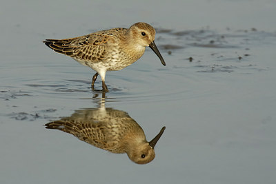 BUITEN BEELD Foto: 291
