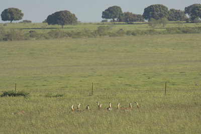 BUITEN BEELD Foto: 297