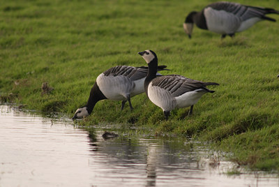 BUITEN BEELD Foto: 412