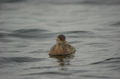 BUITEN BEELD Foto: 415