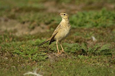 BUITEN BEELD Foto: 431