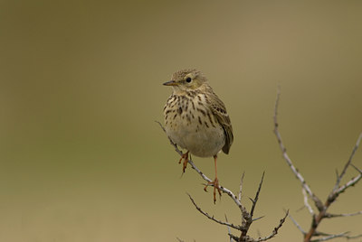 BUITEN BEELD Foto: 451