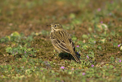 BUITEN BEELD Foto: 453