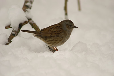 BUITEN BEELD Foto: 474