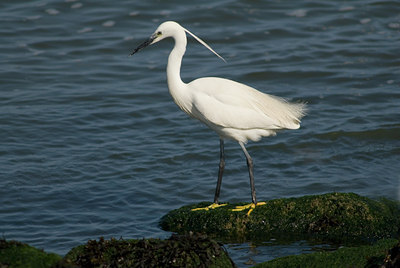 BUITEN BEELD Foto: 495