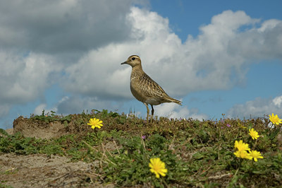 BUITEN BEELD Foto: 529