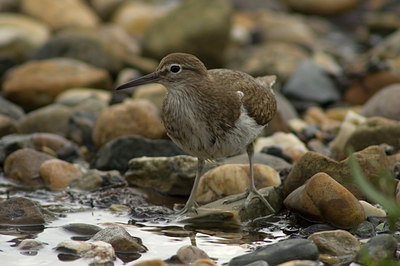 BUITEN BEELD Foto: 544