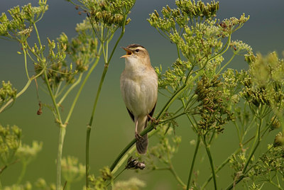 BUITEN BEELD Foto: 564