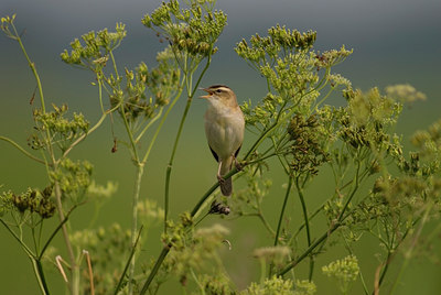 BUITEN BEELD Foto: 565