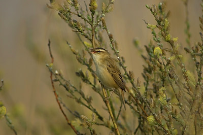 BUITEN BEELD Foto: 566