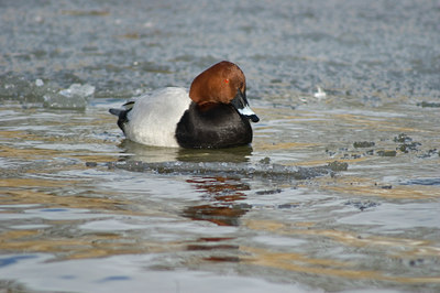 BUITEN BEELD Foto: 590