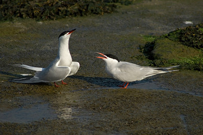 BUITEN BEELD Foto: 602