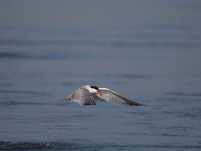 BUITEN BEELD Foto: 608