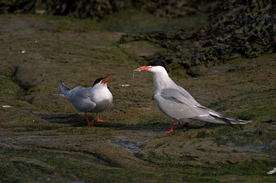 BUITEN BEELD Foto: 609