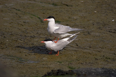 BUITEN BEELD Foto: 610