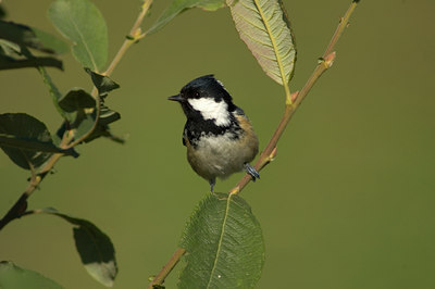 BUITEN BEELD Foto: 620