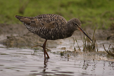 BUITEN BEELD Foto: 622