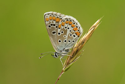 BUITEN BEELD Foto: 631