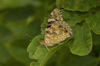 BUITEN BEELD Foto: 637