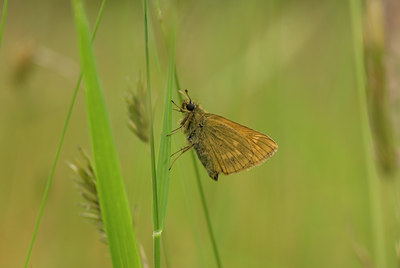 BUITEN BEELD Foto: 641