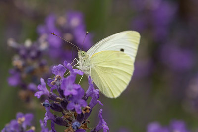 BUITEN BEELD Foto: 643