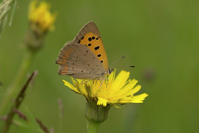 BUITEN BEELD Foto: 645