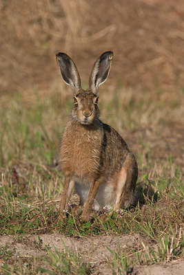 BUITEN BEELD Foto: 659
