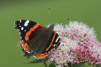 BUITEN BEELD Foto: 676