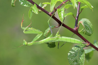 BUITEN BEELD Foto: 680