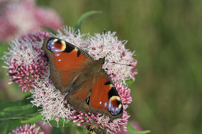 BUITEN BEELD Foto: 684