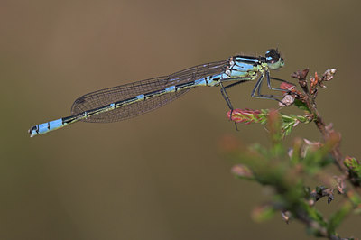 BUITEN BEELD Foto: 697
