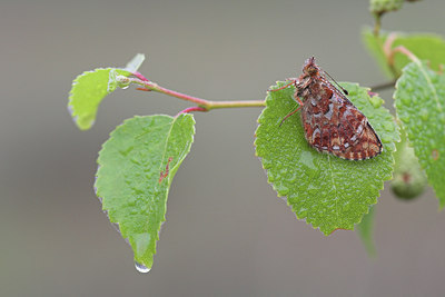 BUITEN BEELD Foto: 707