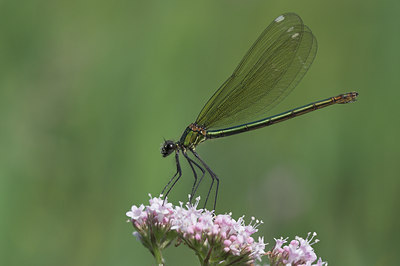 BUITEN BEELD Foto: 714