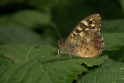 BUITEN BEELD Foto: 722