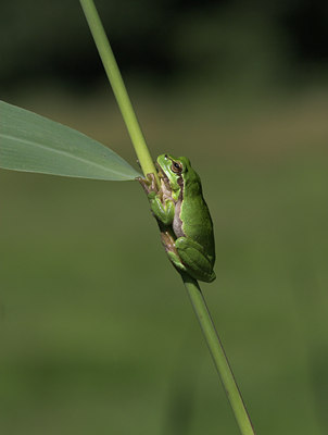 BUITEN BEELD Foto: 728