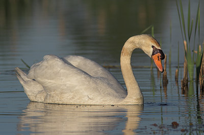 BUITEN BEELD Foto: 738