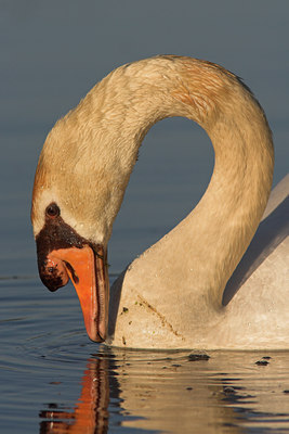 BUITEN BEELD Foto: 739