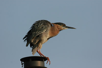 BUITEN BEELD Foto: 782