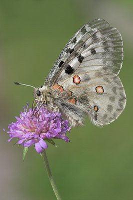 BUITEN BEELD Foto: 789