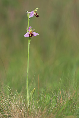 BUITEN BEELD Foto: 794