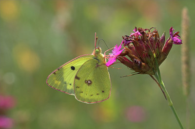 BUITEN BEELD Foto: 807