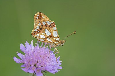 BUITEN BEELD Foto: 823