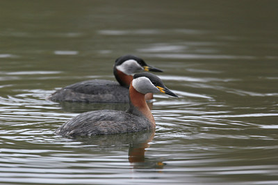 BUITEN BEELD Foto: 828